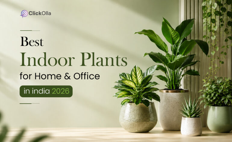 Best Indoor Plants for Home & Office in India 2026